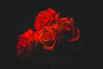 rose-rosse_regali tradizioni san-valentino