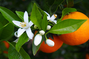 Fiori-Arancio_Roberta-Patane_Matrimoni-con-laccento