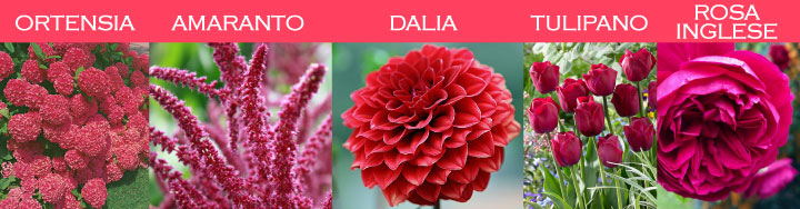 Immagini di fiori rossi in diverse tonalità: ortensia, amaranto, dalia, tulipano, rosa inglese